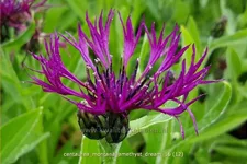 Centaurea montana 'Amethyst Dream'