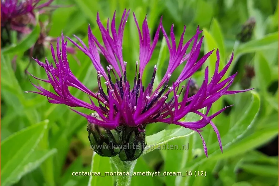 Centaurea montana 'Amethyst Dream'