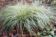 Carex oshimensis 'Evergold'