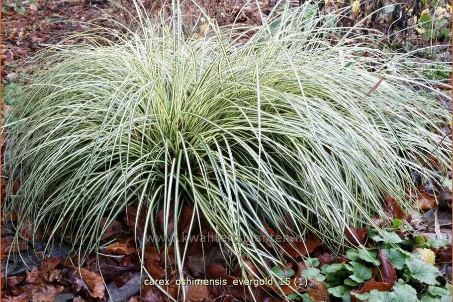 Carex oshimensis 'Evergold'