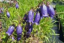 Campanula punctata 'Sarastro'