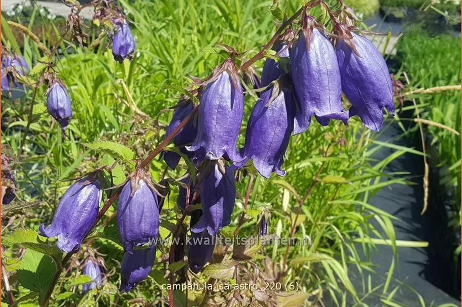 Campanula punctata 'Sarastro'
