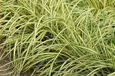 Carex oshimensis 'Evergold'