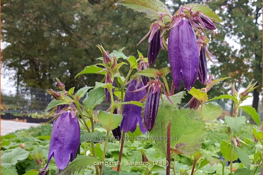 Campanula punctata 'Sarastro'