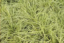 Carex oshimensis 'Evergold'