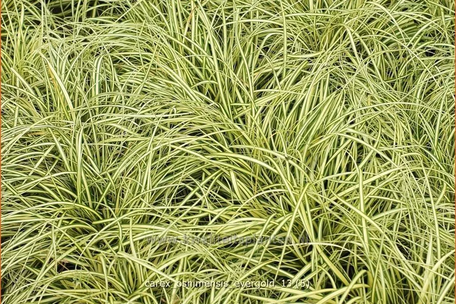 Carex oshimensis 'Evergold'