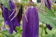 Campanula punctata 'Sarastro'
