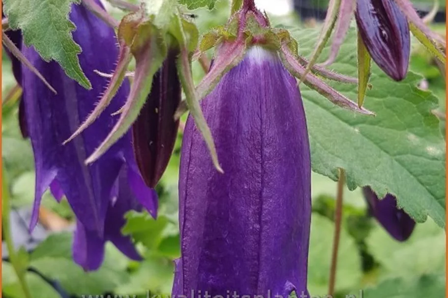 Campanula punctata 'Sarastro'