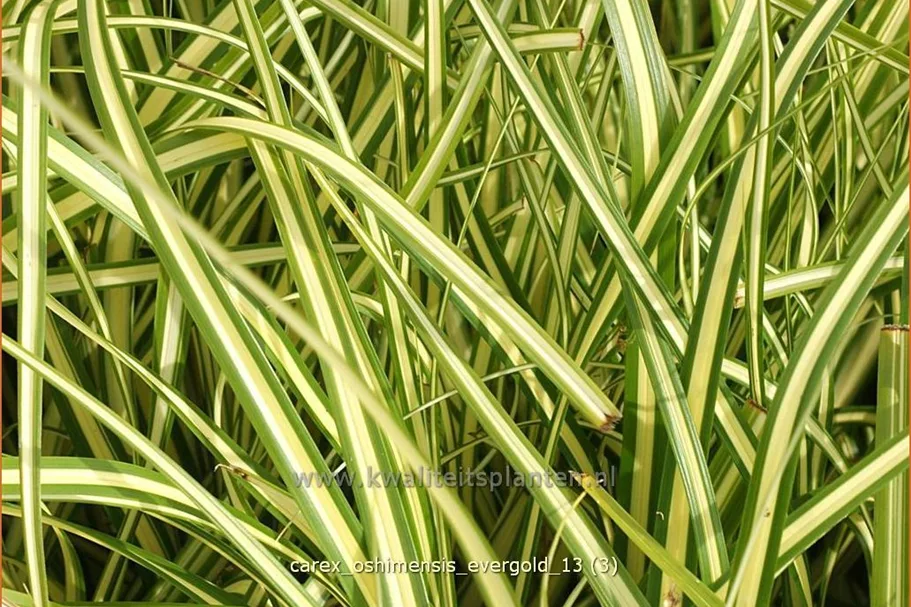 Carex oshimensis 'Evergold'