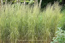 Calamagrostis x acutiflora 'Eldorado'