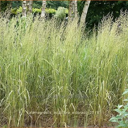 Calamagrostis x acutiflora 'Eldorado'