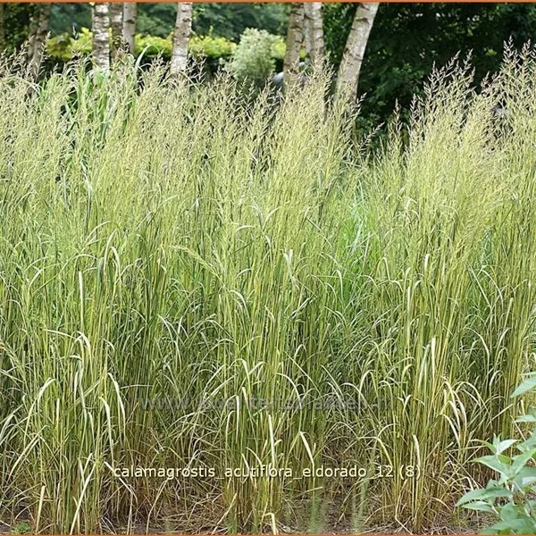 Calamagrostis x acutiflora 'Eldorado'