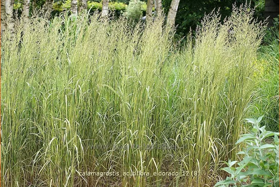 Calamagrostis x acutiflora 'Eldorado'