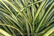 Carex oshimensis 'Evergold'