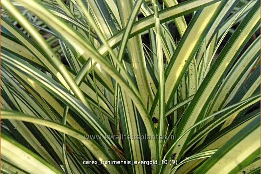Carex oshimensis 'Evergold'