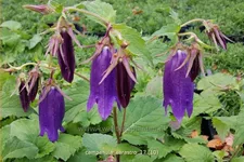 Campanula punctata 'Sarastro'