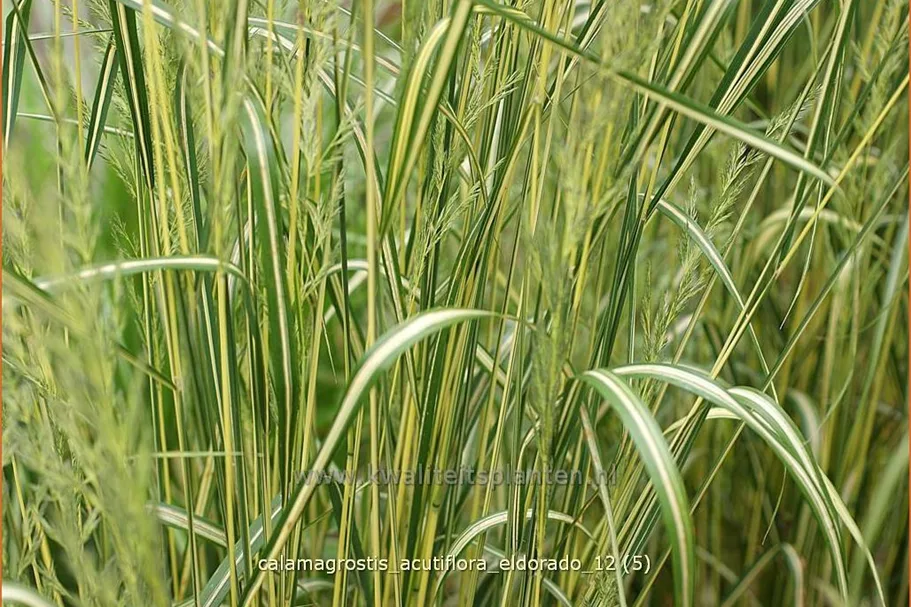 Calamagrostis x acutiflora 'Eldorado'