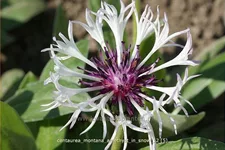 Centaurea montana 'Amethyst in Snow'