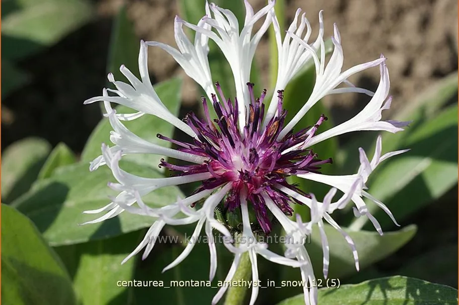 Centaurea montana 'Amethyst in Snow'