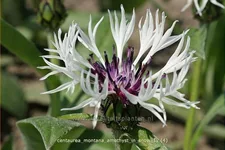 Centaurea montana 'Amethyst in Snow'
