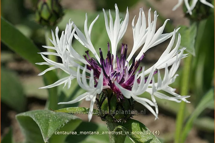 Centaurea montana 'Amethyst in Snow'