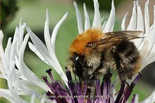 Centaurea montana 'Amethyst in Snow'