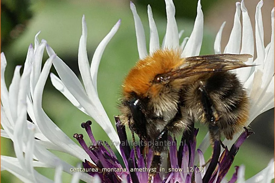Centaurea montana 'Amethyst in Snow'