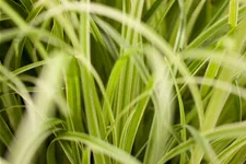 Carex oshimensis 'Evergold'