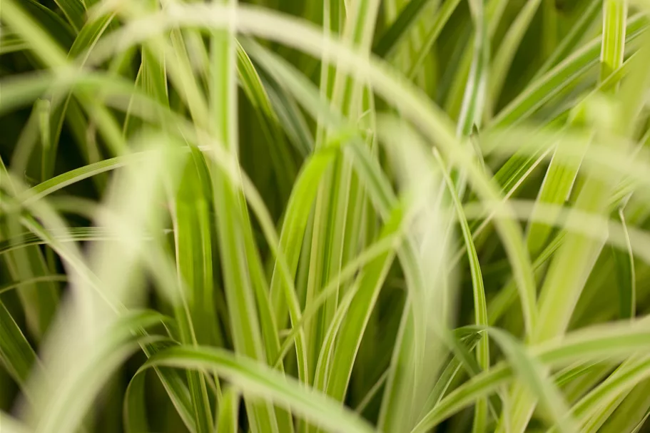 Carex oshimensis 'Evergold'