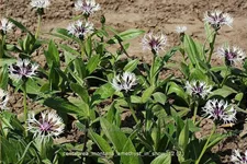 Centaurea montana 'Amethyst in Snow'