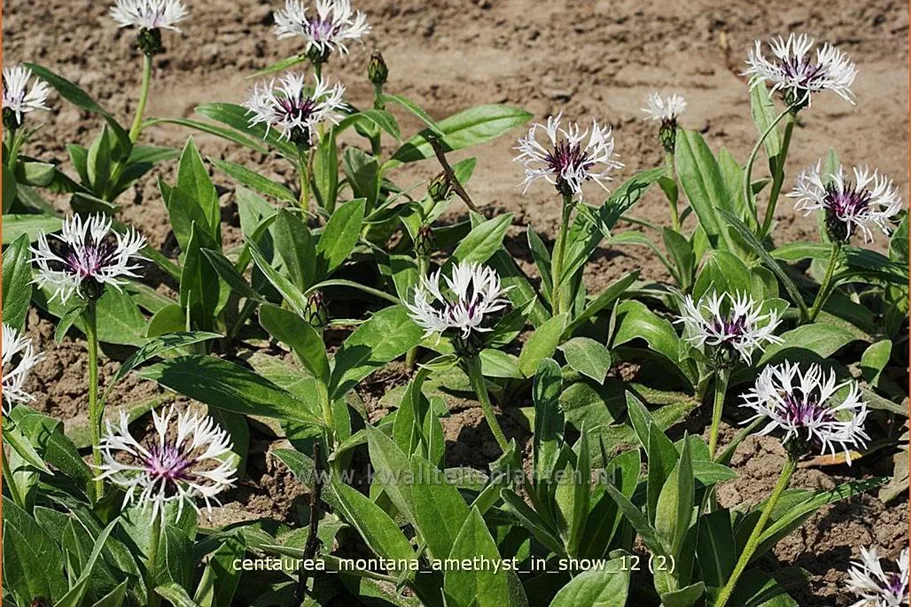 Centaurea montana 'Amethyst in Snow'