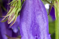 Campanula punctata 'Sarastro'