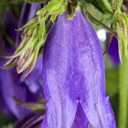 Campanula trachelium