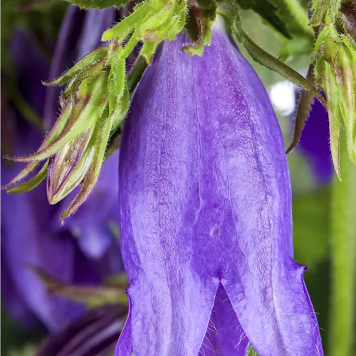 Campanula trachelium