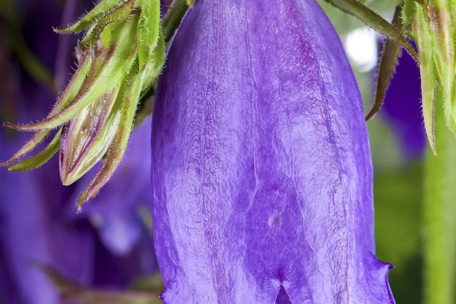 Campanula punctata 'Sarastro'