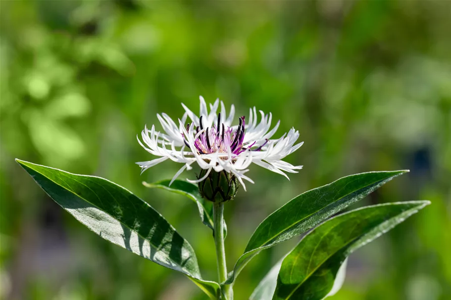 Centaurea montana 'Amethyst in Snow'