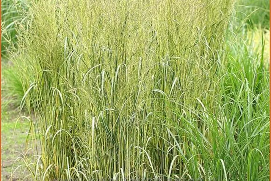 Calamagrostis x acutiflora 'Eldorado'