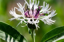 Centaurea montana 'Amethyst in Snow'