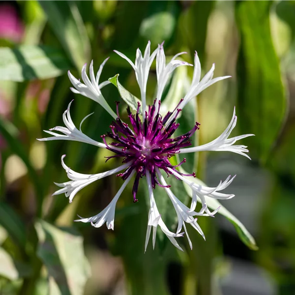 Centaurea montana 'Amethyst in Snow'