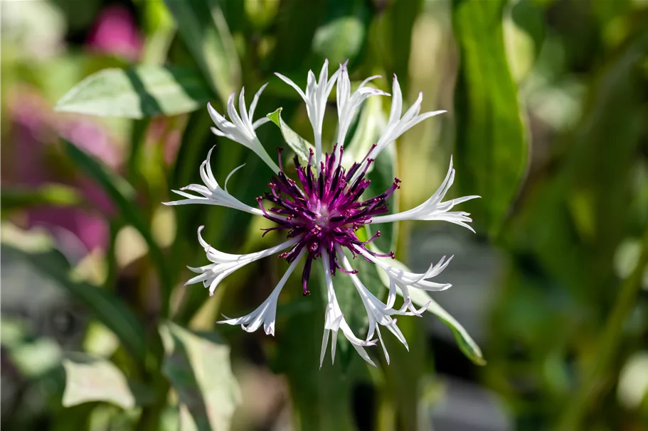 Centaurea montana 'Amethyst in Snow'
