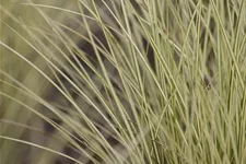 Carex oshimensis 'Evergold'