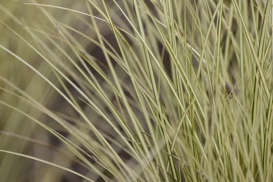 Carex oshimensis 'Evergold'