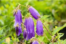 Campanula punctata 'Sarastro'