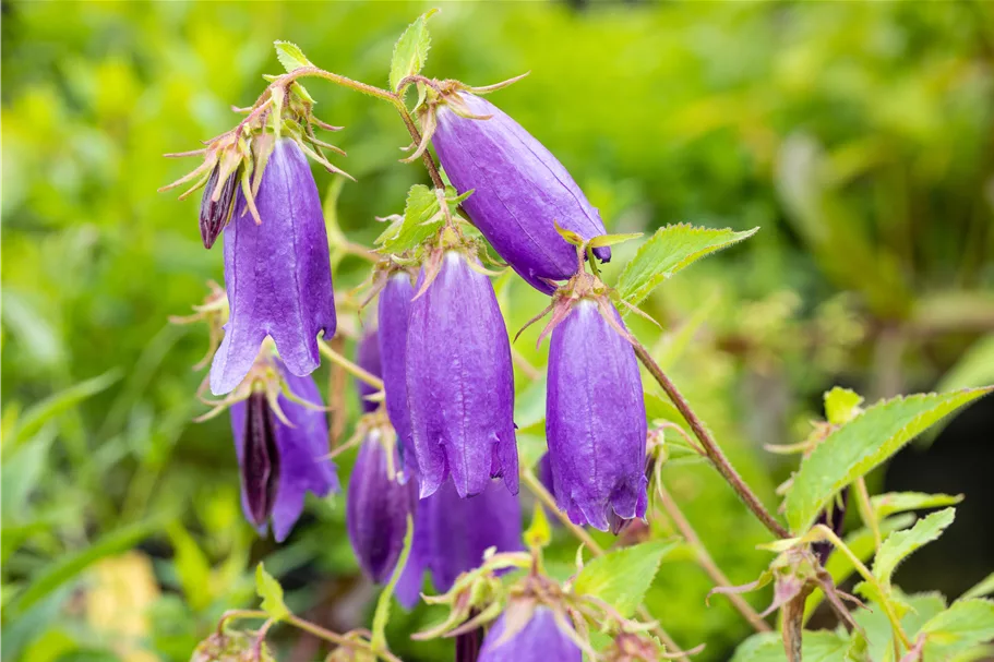 Campanula punctata 'Sarastro'