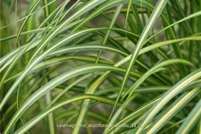 Calamagrostis x acutiflora 'Eldorado'