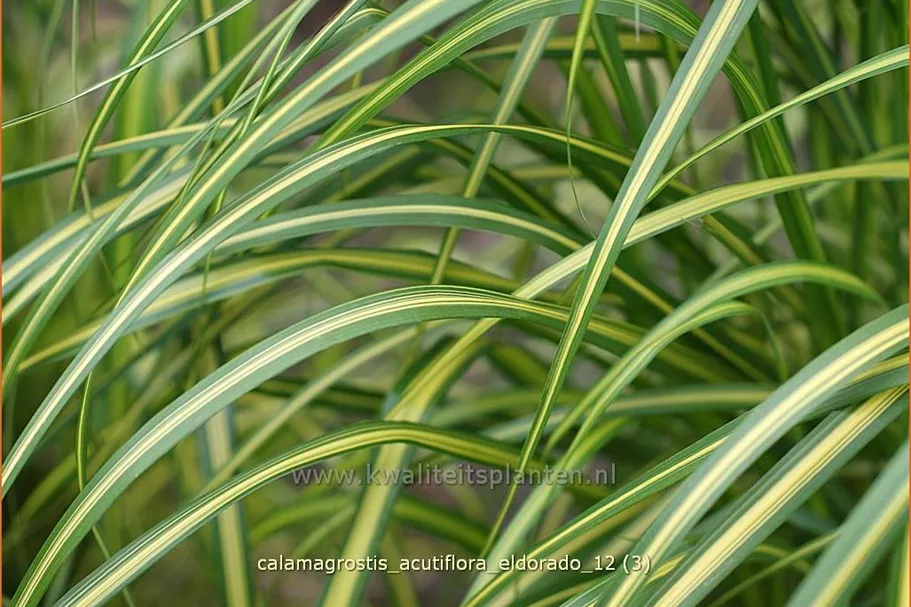 Calamagrostis x acutiflora 'Eldorado'