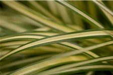 Carex oshimensis 'Green Wonder'