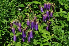 Campanula punctata 'Sarastro'