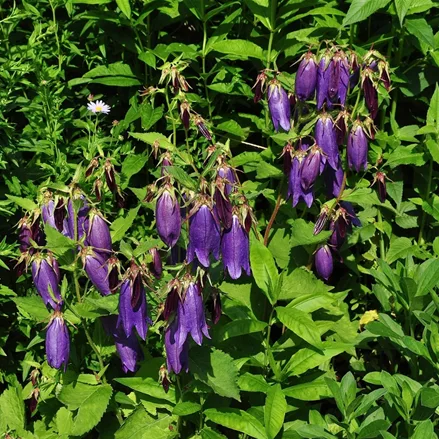 Campanula punctata 'Sarastro'
