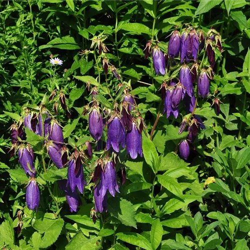 Campanula punctata 'Sarastro'